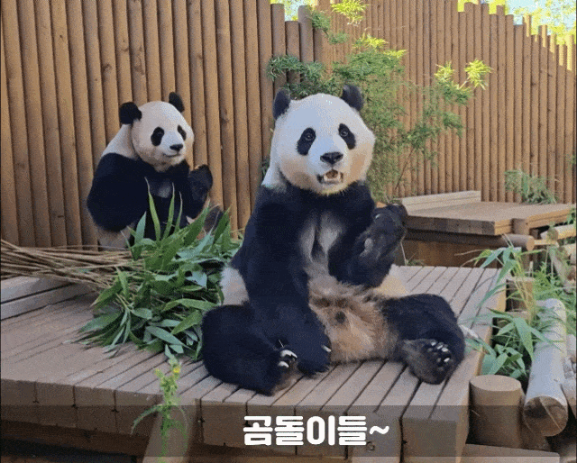 SZXOii.gif