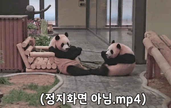 SZwckR.gif