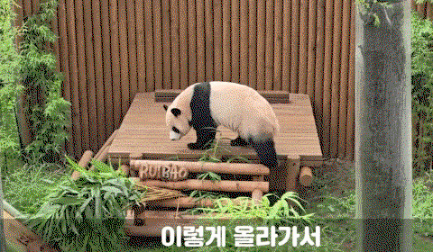 SbOaqI.gif