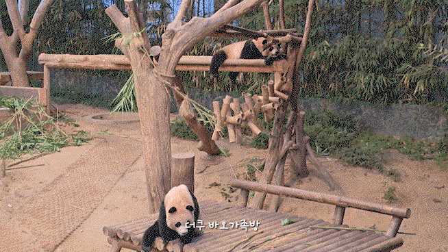 SfAVxr.gif