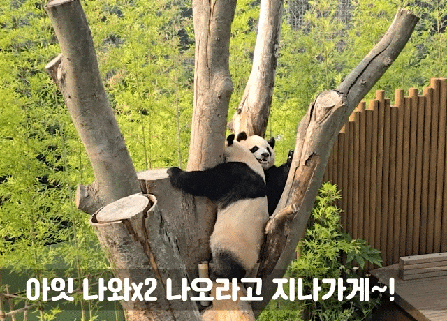 SfEAoX.gif