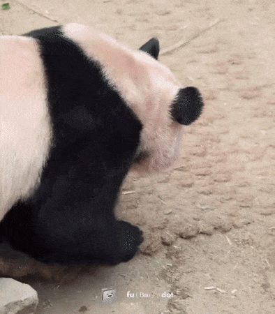 SfhCtd.gif