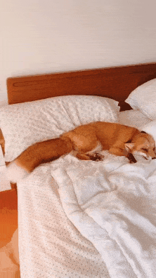 SiXNVo.gif
