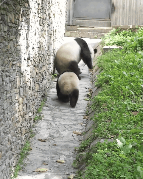 SkMYPP.gif