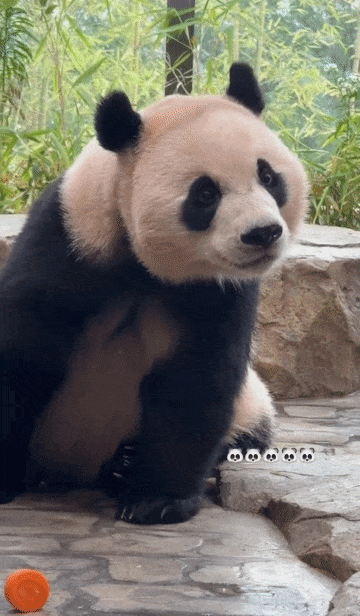 SkgzMq.gif