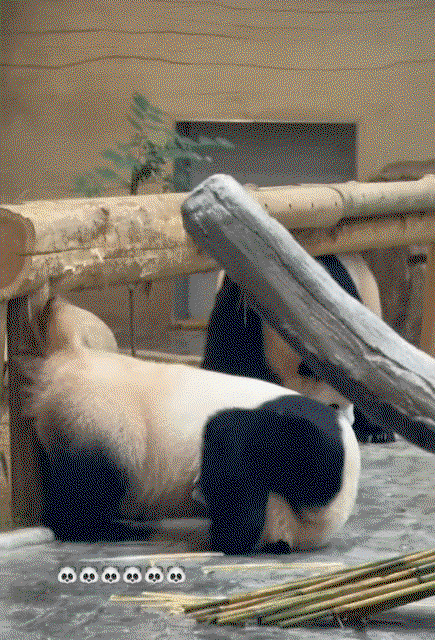SlBIYr.gif