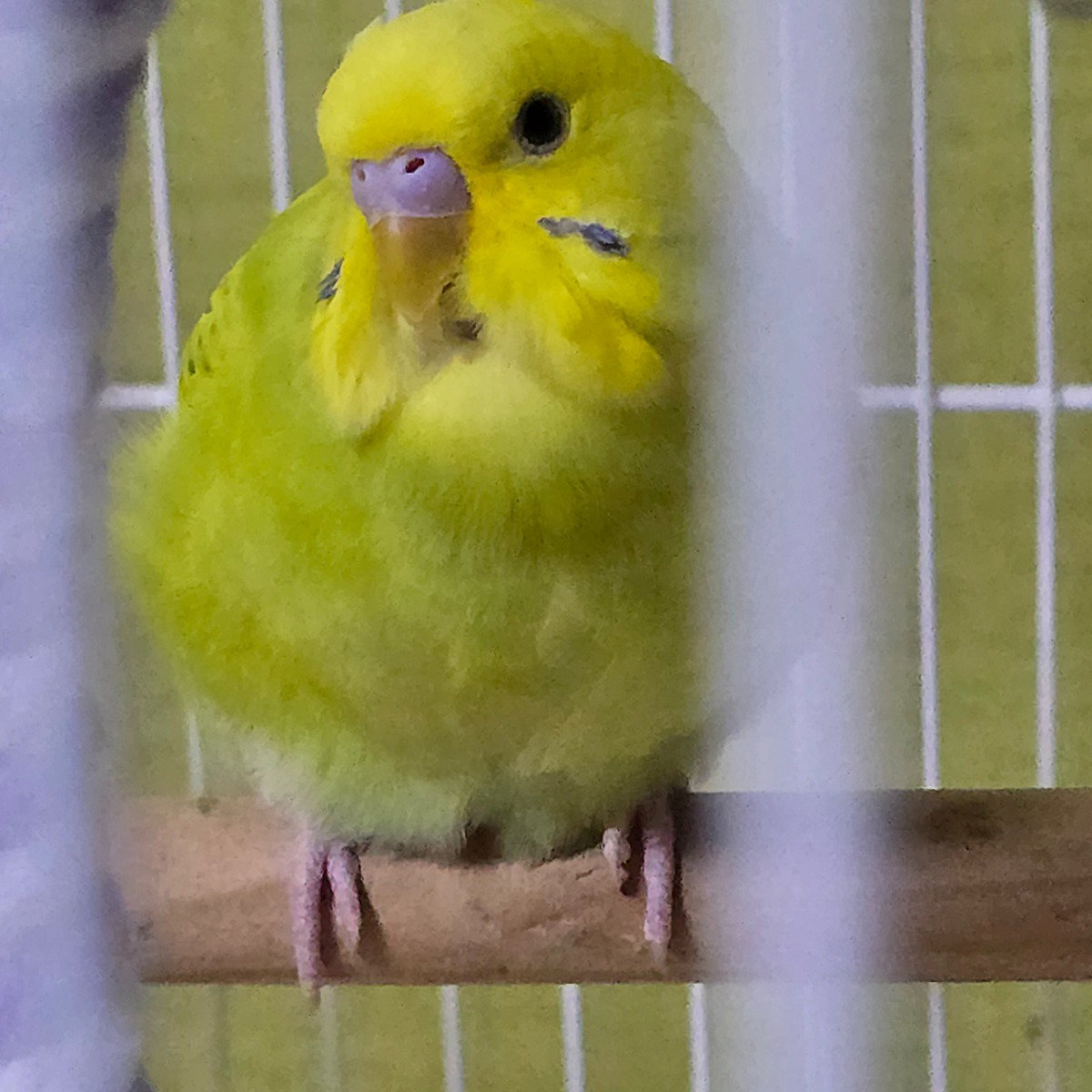 SqFPOq