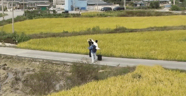 SrhAAO.gif
