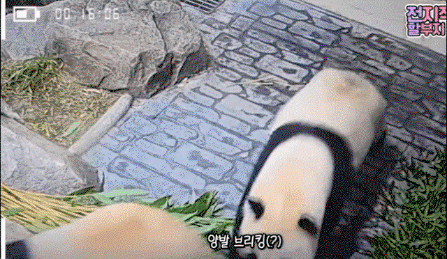 SwIfrR.gif
