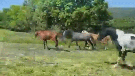 SzMtuI.gif