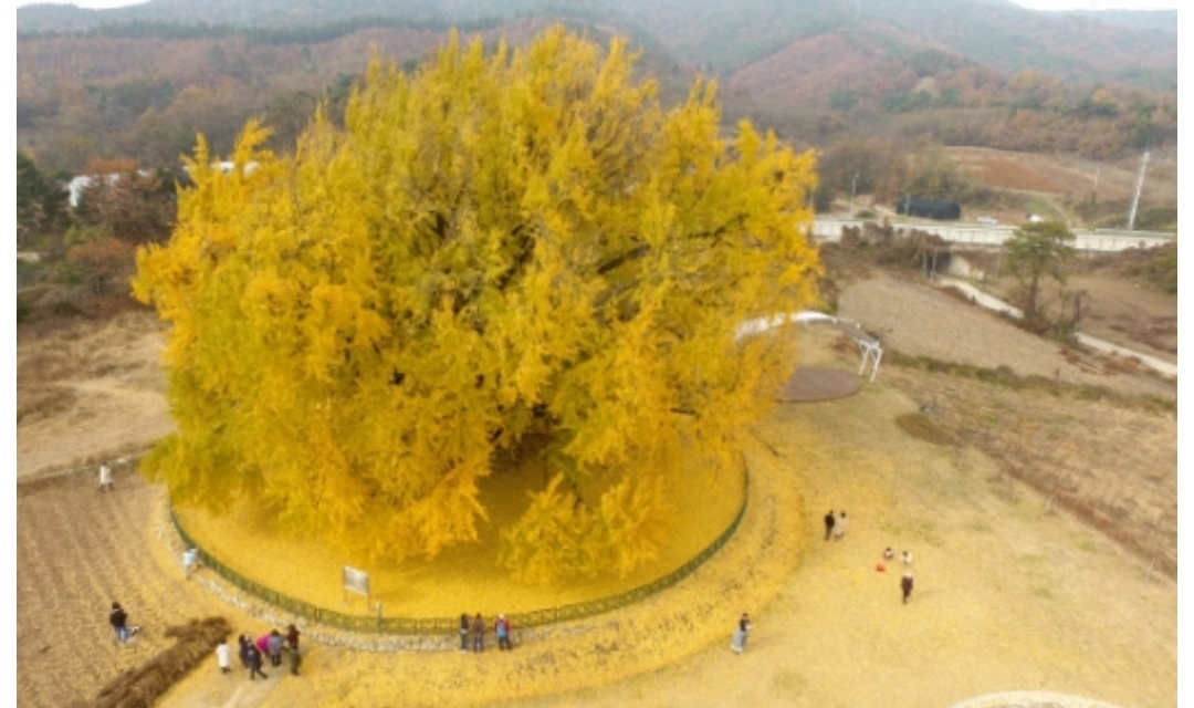 더쿠 - 원주 반계리의 800살짜리 은행나무