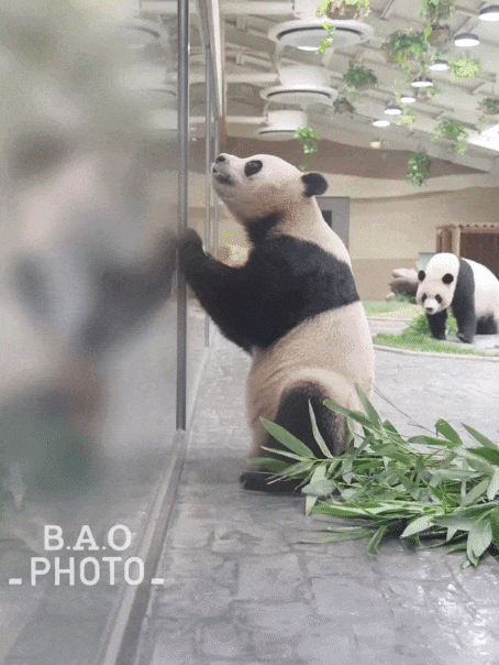 TCjqOM.gif