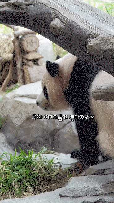 TEMizJ.gif