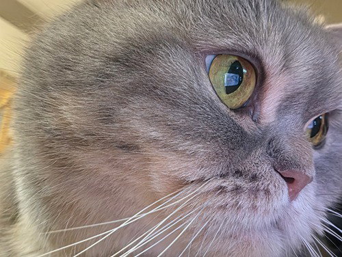 TIifyb