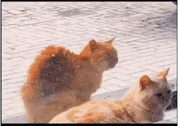 TJhPgx.gif