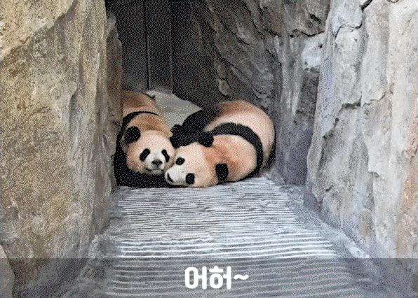 TMibTL.gif