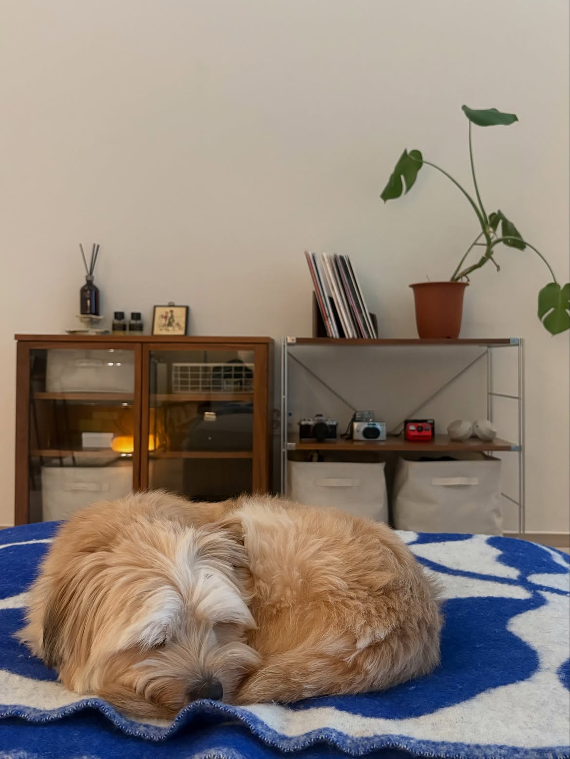 TNeOQI