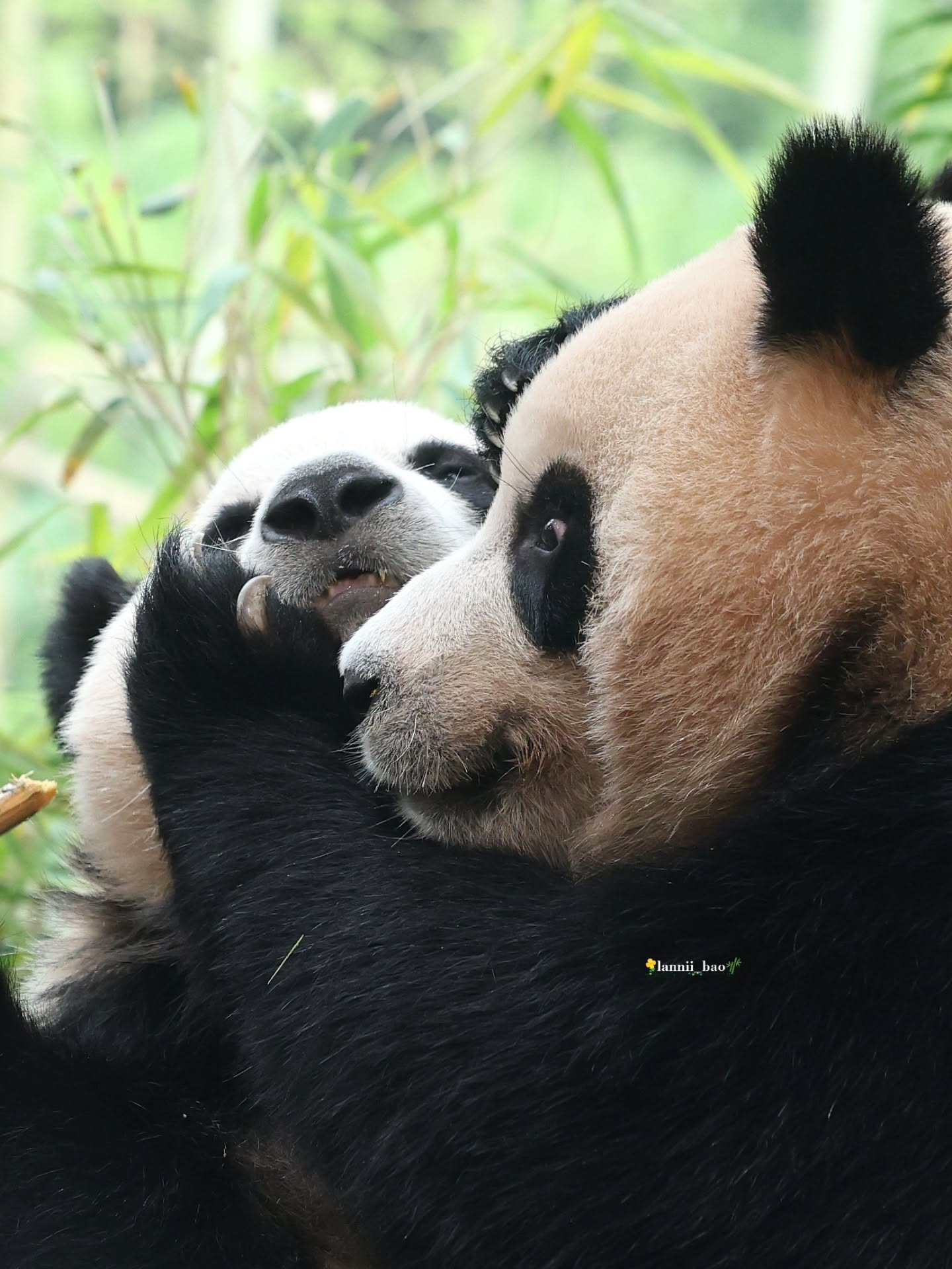 TPLzoO
