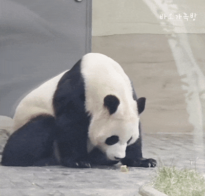 TRzOkT.gif
