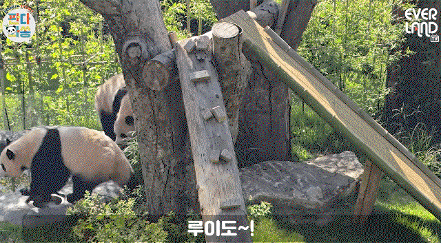 TYuCCW.gif