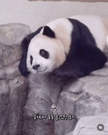 TimsIF.gif