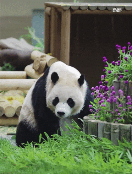 TobNZW.gif