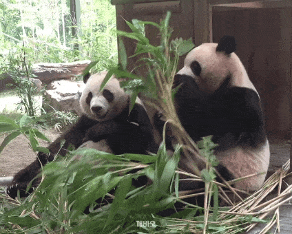 TzNypO.gif