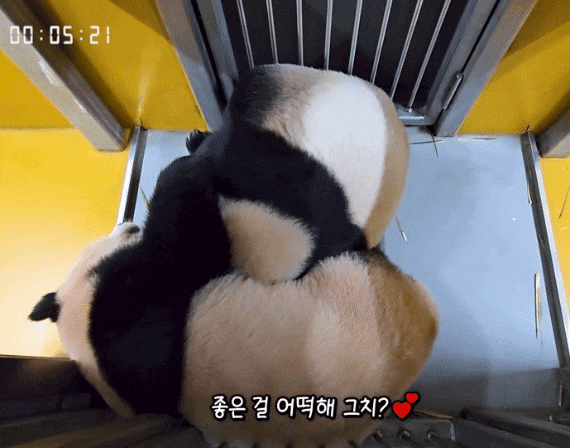 TzuZYz.gif
