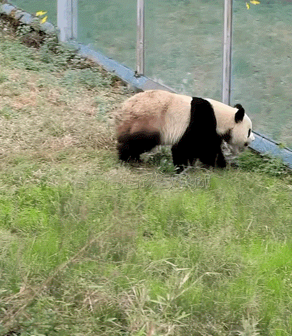 UAWGui.gif