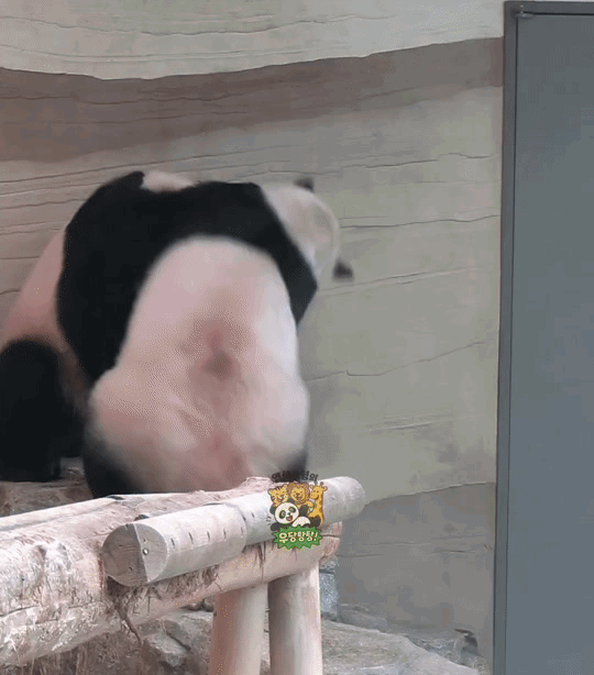 UAfkSq.gif