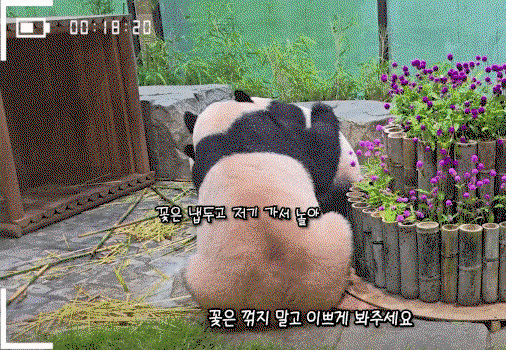 UDlmDR.gif