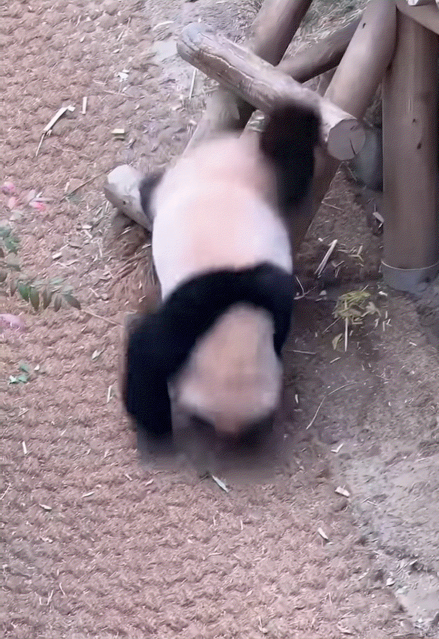 UJrfXu.gif