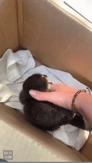 UObtmk.gif
