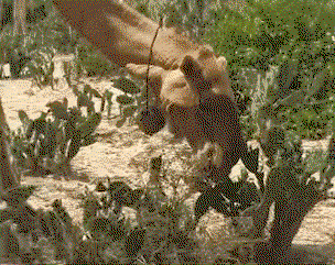 UOtZVv.gif