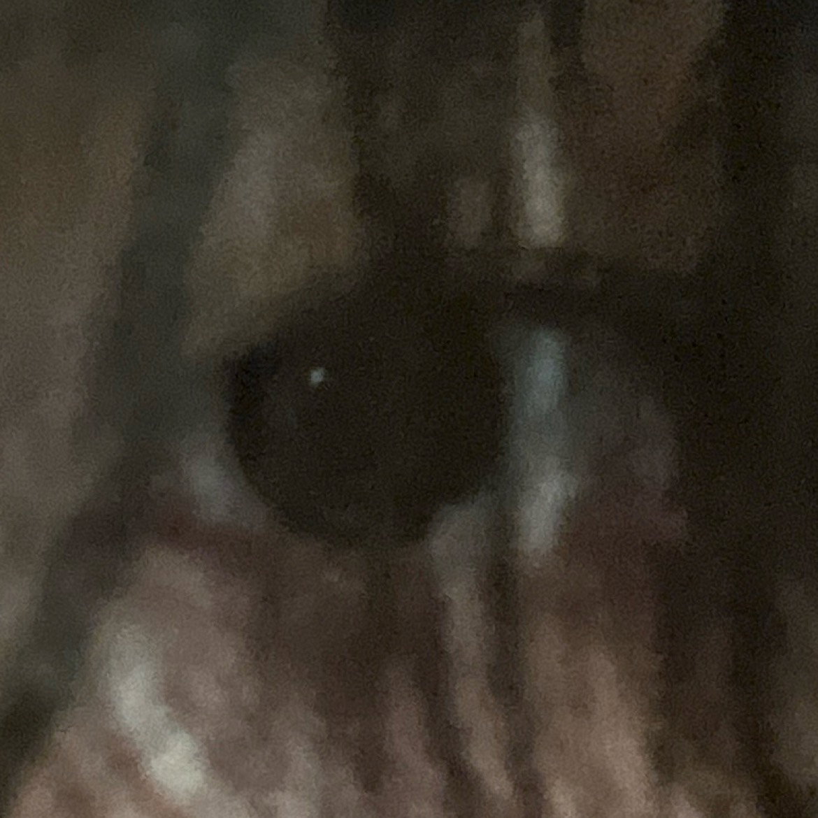 UUDDIl