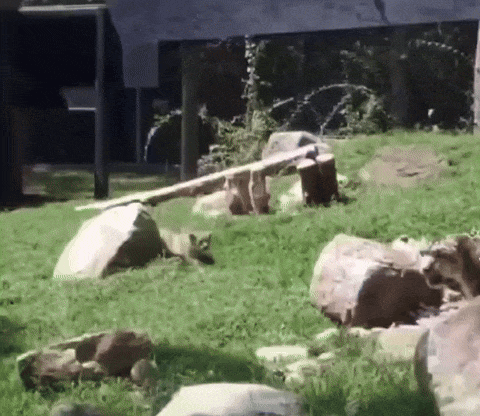 UoDcaO.gif