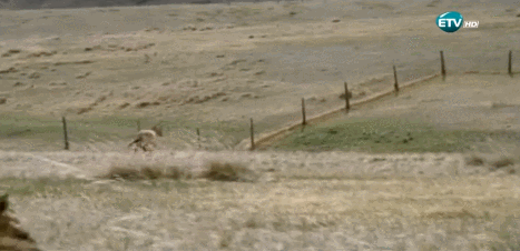 UrFPcy.gif