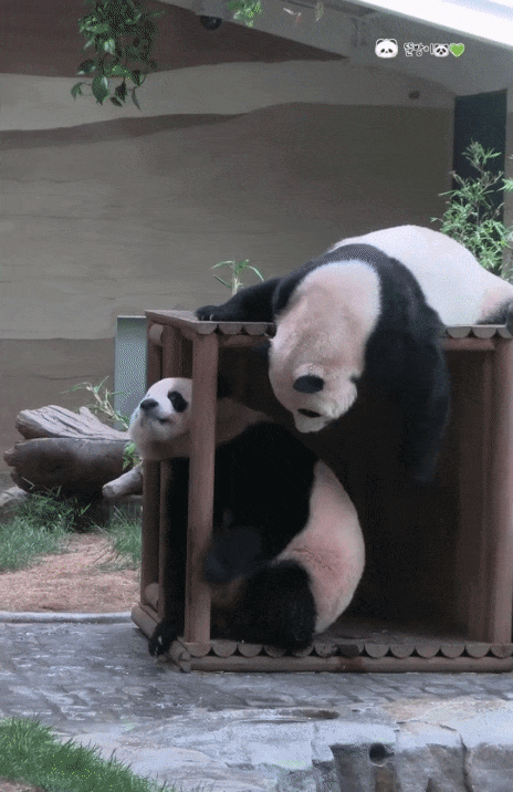 UvqIoq.gif