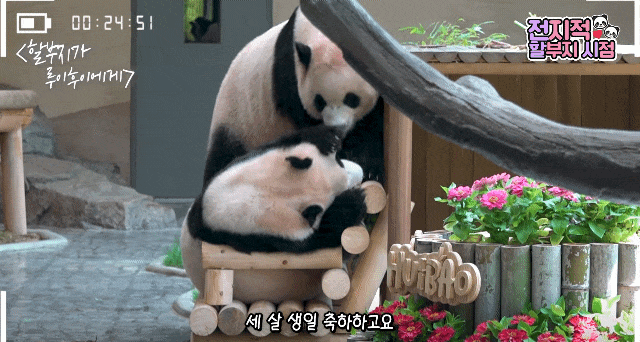 UwuWkv.gif