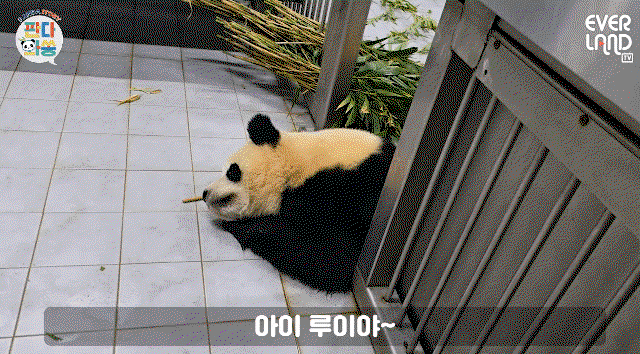 VDBgzA.gif