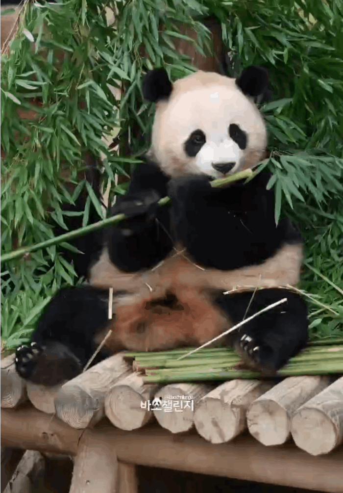 VDgQaC.gif