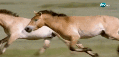 VOebsP.gif