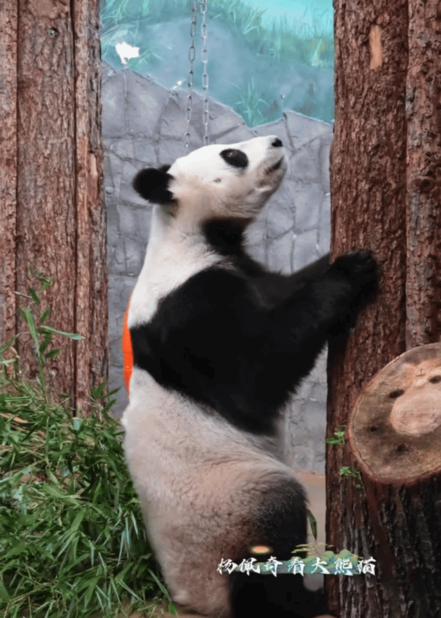 VbfSMW.gif