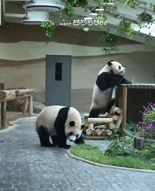 VccMpI.gif