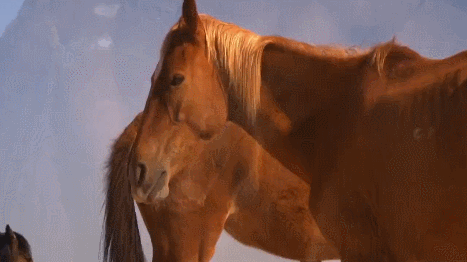VuvCOR.gif