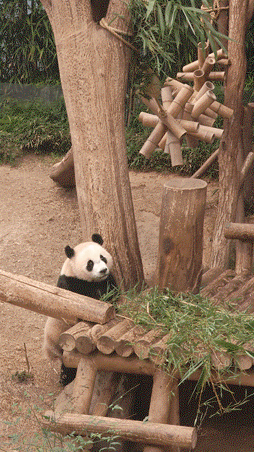 VvsMij.gif