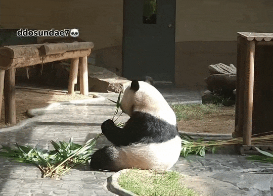 WEBjsD.gif