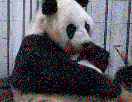 WFQpIR.gif