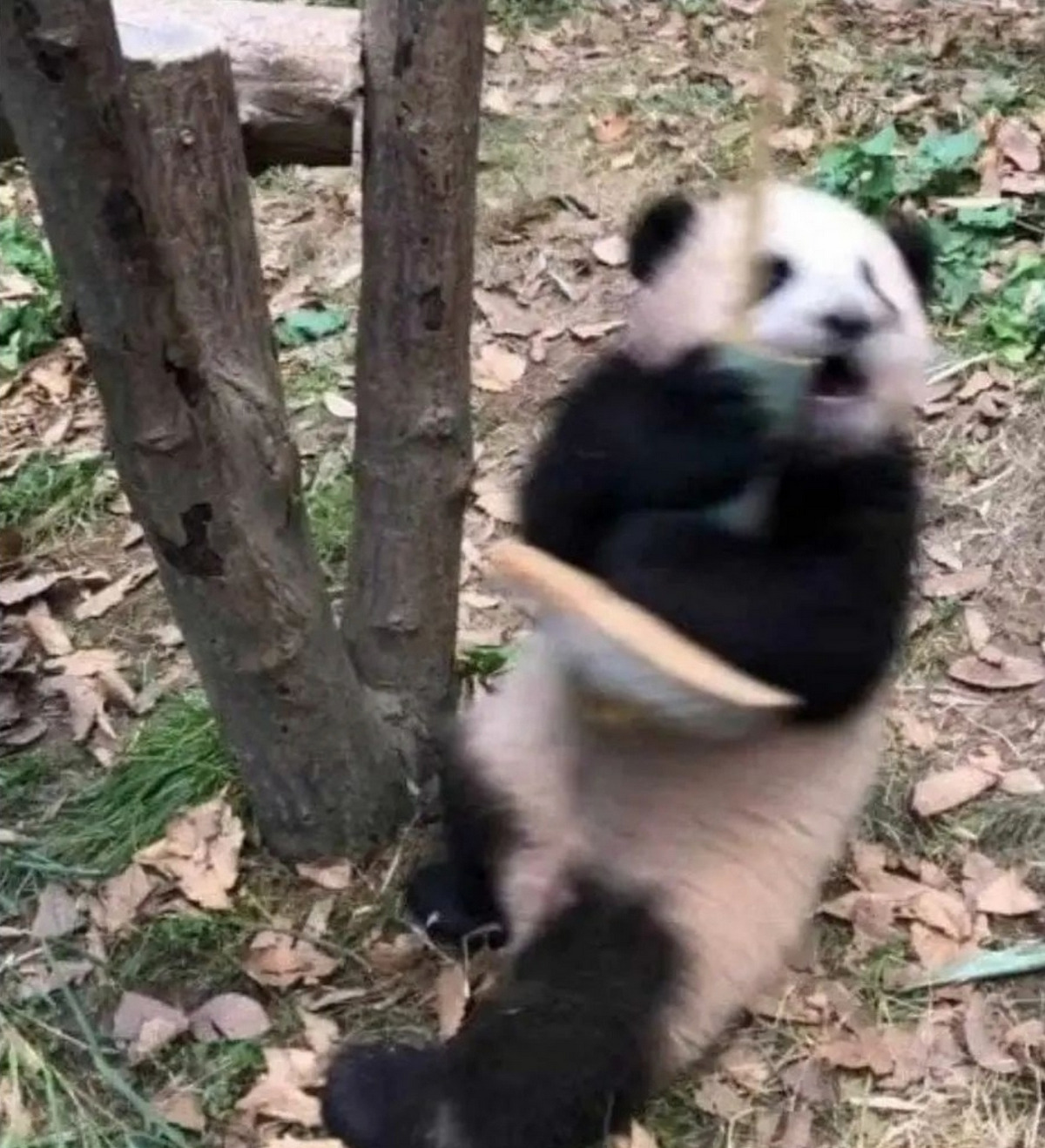 WGfGHy