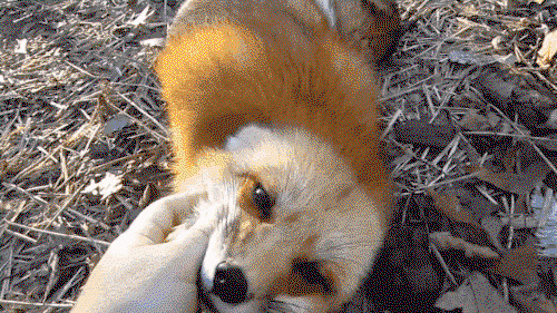 WJbXxl.gif